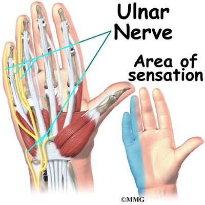 Hand Anatomy - eOrthopod.com