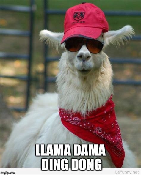 Runaway Llama Memes