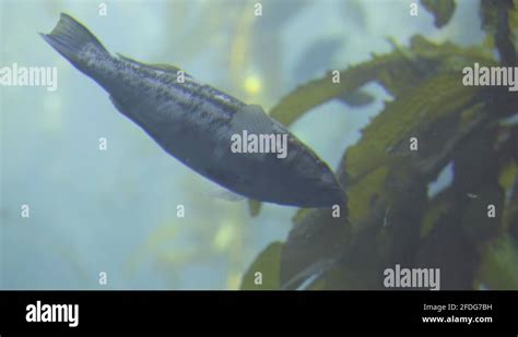 Kelp Bass Swimming in Giant Kelp, Close Up Stock Video Footage - Alamy