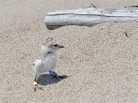 2018 Western Snowy Plover Breeding Season Winding Down at Point Reyes ...