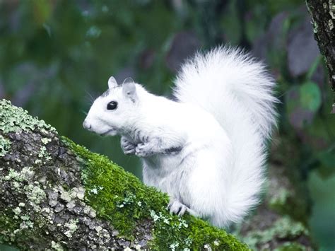 The White Squirrels of Brevard - Transylvania County Library