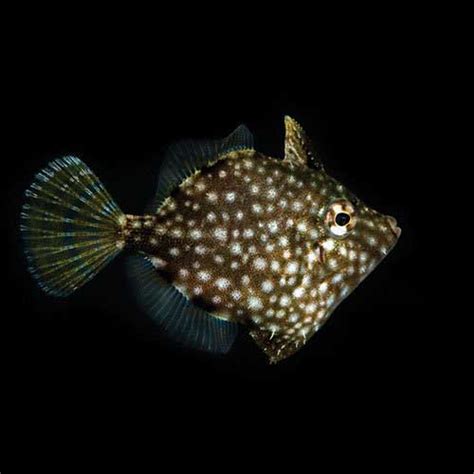 Live - ORA Saltwater Fish - ORA Filefish - SaltwaterAquarium.com