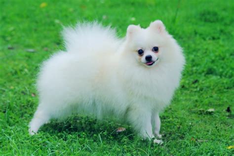 Pomeranian | DogExpress