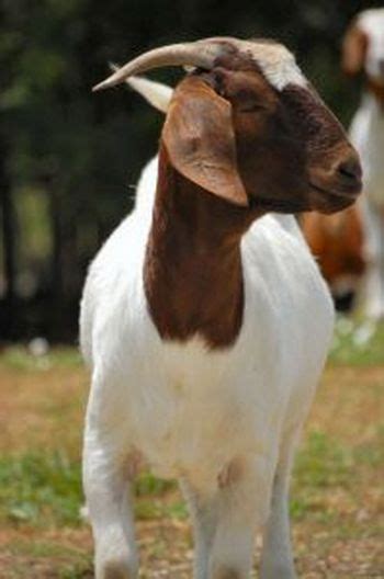 Starting A Goat Farm: Boer Goat Farming Tips