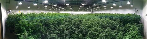 A Step-by-Step Guide to Indoor Cannabis Cultivation