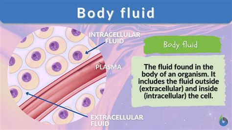 Body fluid - Definition and Examples - Biology Online Dictionary