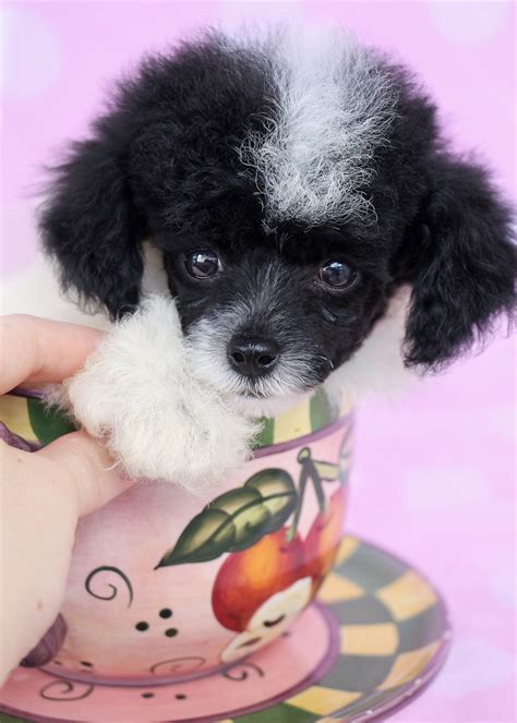 Toy Poodle Puppies at Teacups | Teacups, Puppies & Boutique