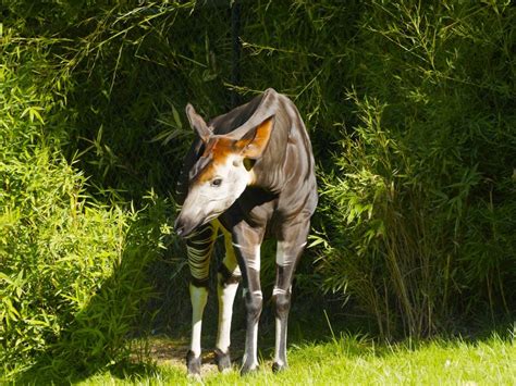 Okapi Wildlife Reserve - Stunningtravel