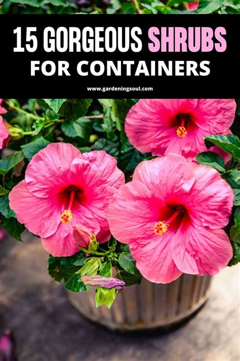 15 Gorgeous Shrubs for Containers