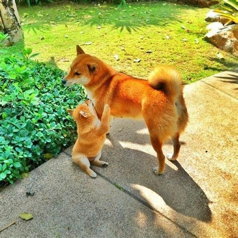 What a cuties! Shiba Inu mommy and puppy! Adorable, right? #ShibaInu ...