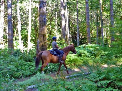 Gales Creek Trail at Reehers Camp – NW Horse Trails