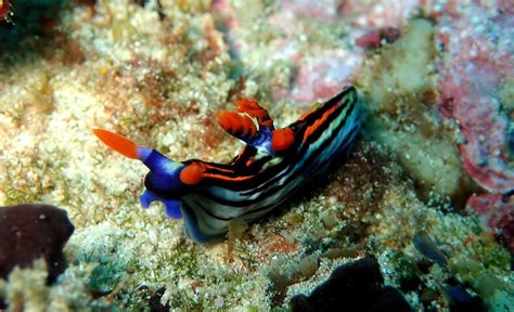 55 of the Most Colorful Sea Slugs in the World | Color Meanings