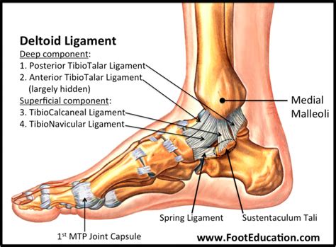 Ligaments of the Foot and Ankle Overview - FootEducation