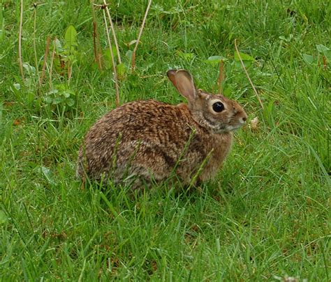 Rabbit Resistant Herbs - Advice From The Herb Lady