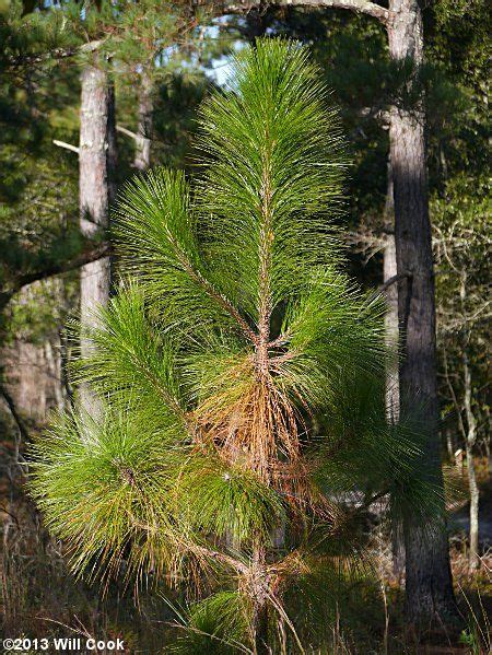 longleaf pine tree identification - Jacinda Craven