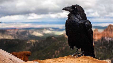 12 Videos That Show Why Crows and Ravens Are the World’s Smartest Birds ...