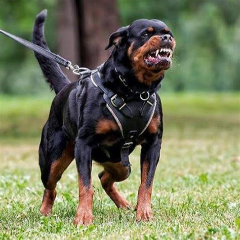 20 Most Dangerous Dogs You Should Be Aware Of