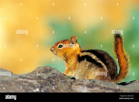 Nordamerikanisches eichhörnchen hi-res stock photography and images - Alamy