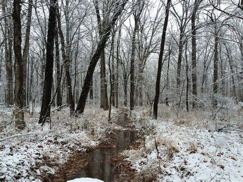 14 Myths and Legends Surrounding Maryland's Haunted Pocomoke Forest ...