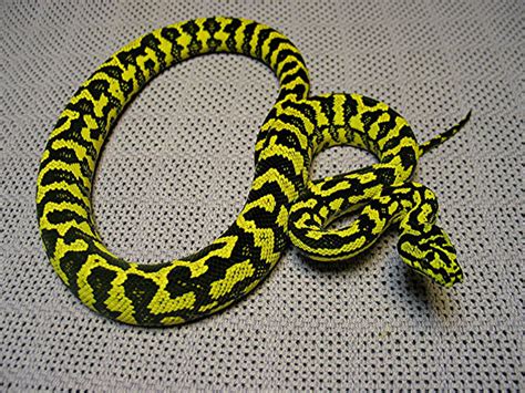 Carpet Python Care Sheet - Reptiles Magazine