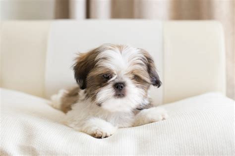 How to Prepare for a Shih Tzu Puppy | Dog Ownership | Wag!