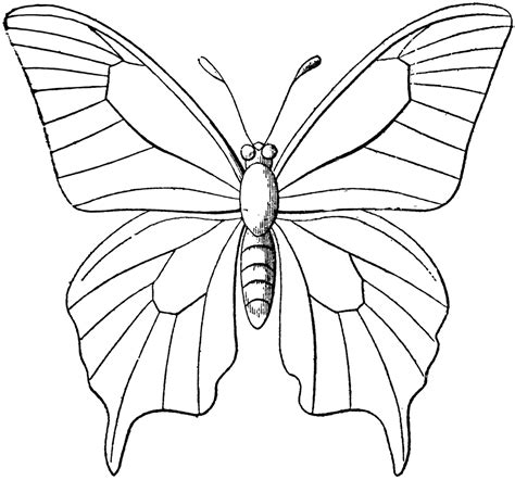 BUTTERFLY OUTLINE IMAGES - ClipArt Best