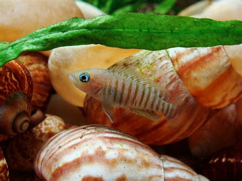 5 Peaceful dwarf & Apistogramma cichlids | Aquariadise