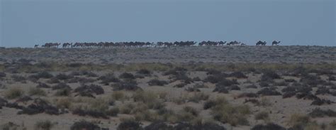 Non-Stop Birding: Western Sahara Landscapes