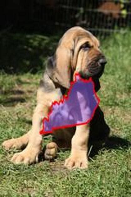 Bloodhound Puppies for Sale in Kentucky | 10 Top Breeders