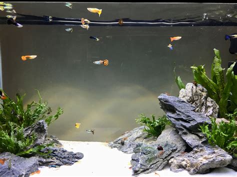Guppy tank with Amano shrimp and snails Cool Fish Tank Decorations, Fish Aquarium Decorations ...