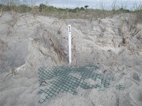 Endangered Loggerhead Sea Turtle Ga. Nesting Season Begins | WABE 90.1 FM