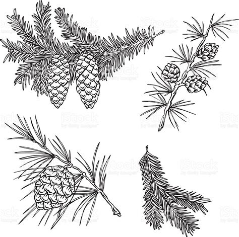 Vector silhouettes of various pine branches royalty-free stock vector art | Pine tattoo, Tree ...