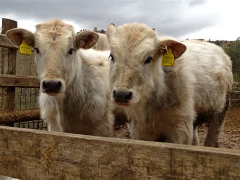 From a Tuscan Hillside: Chianina Cattle