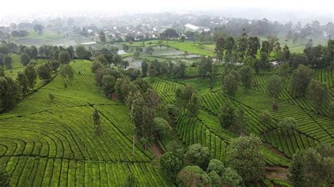 Free Footage - Aerial video perkebunan teh #3 - YouTube