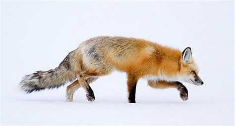 Creep by Max Waugh Photography on Flickr. | Fox, Red fox, Animals wild