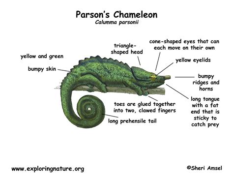 Chameleon (Parson's)