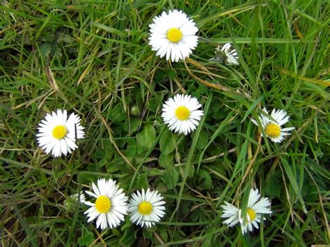 Common Daisy, Bruisewort, Bellis perenis