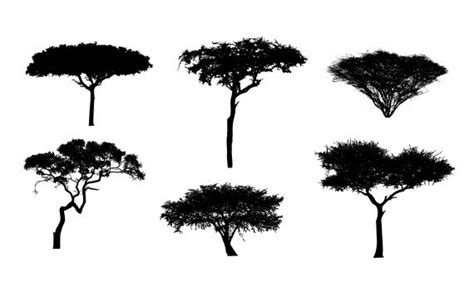 Acacia Tree Silhouette (PNG Transparent) | OnlyGFX.com