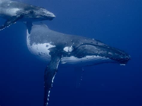 Humpback Whale Filmed Feeding Her Calf in Rare, Underwater Video - Newsweek