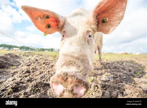 Happy pig on an organic farm in the UK Stock Photo - Alamy