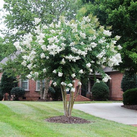 Natchez Crape Myrtle Trees for Sale – FastGrowingTrees.com | Myrtle tree, Crape myrtle, Crepe ...