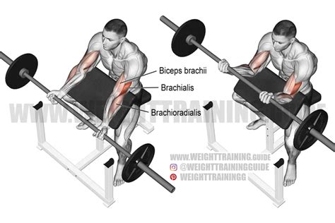 Barbell preacher curl exericse instructions and video | Weight Training Guide