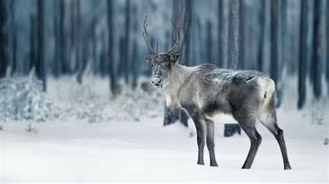 Reindeer Fact Sheet | Blog | Nature | PBS