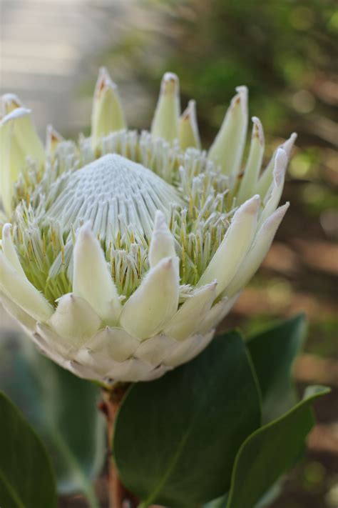 White king protea. | Protea flower, Unusual flowers, Australian native flowers