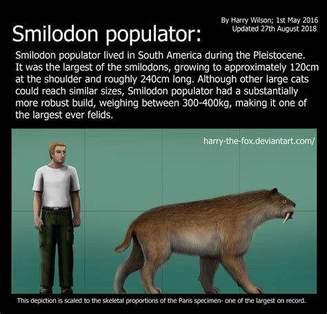 Smilodon POPULATOR size comparison. by Harry-the-Fox on DeviantArt