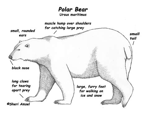 Polar Bears Activities, Science Activities, Winter Activities, Polar ...