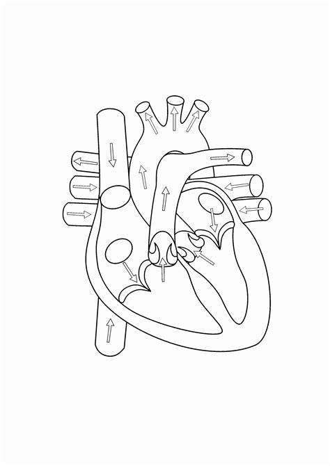 Printable Heart Anatomy Coloring Pages