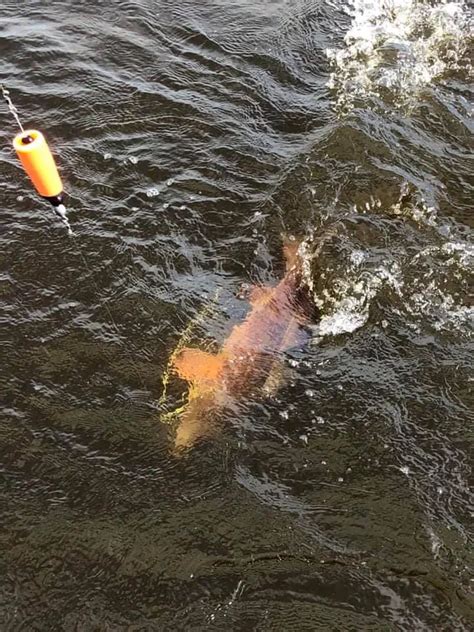 Louisiana Fish Species - Whiskey Bayou Charters