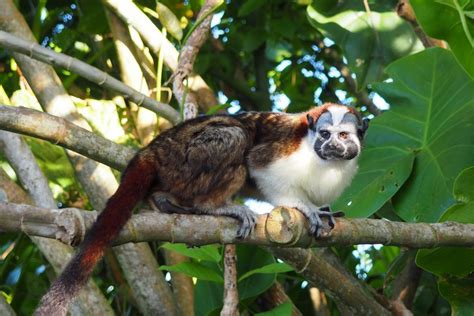 Photos of the Monkey Island Panama tour from Panama City