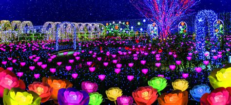 Ashikaga Flower Park In Winter | Best Flower Site